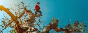 Average Costs for Removing a Large Tree in Jacksonville: A Comprehensive Guide